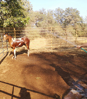 Desensibilisierung und Gelassenheitstraining